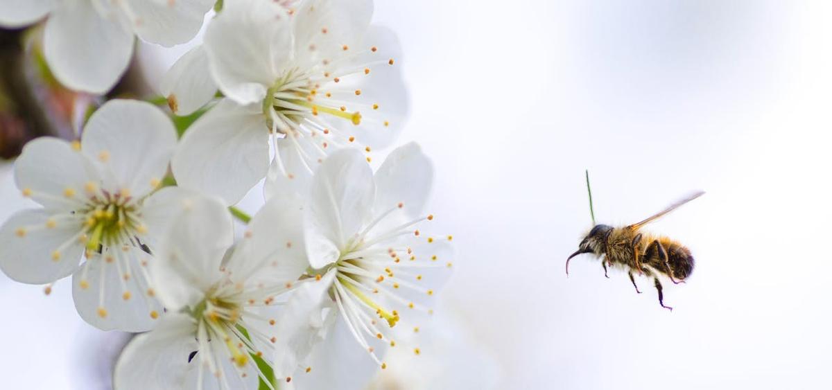 Pollenallergi ökar globalt