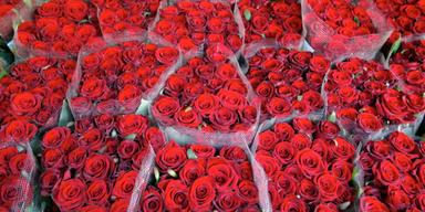 Test: Så mycket gift är det i rosorna