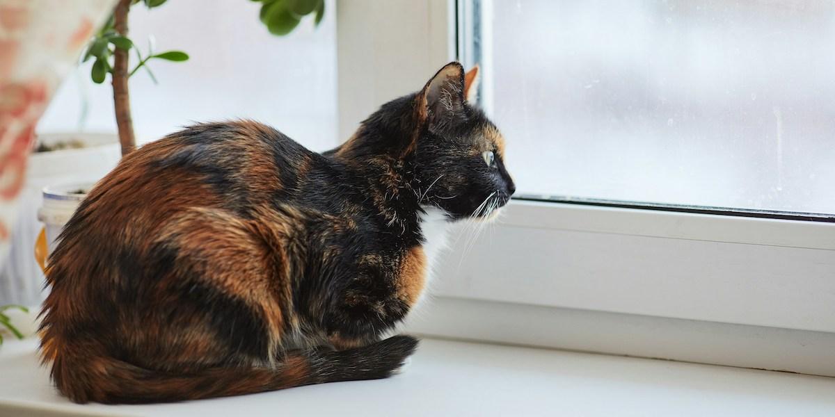 Millie är en sköldpaddsfärgad katt, som katten på bilden. Millies ägare hävdar att hon är världens äldsta katt och han tror att en av orsakerna till att hon levt så länge är att hon blivit en innekatt