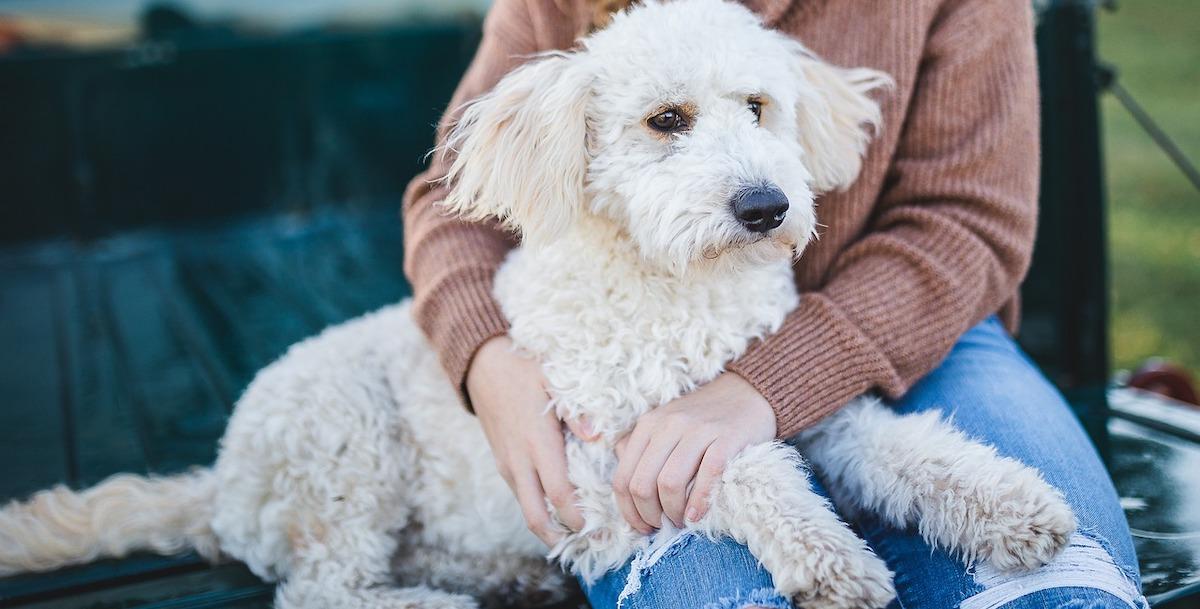 en kvinna har en hund i knät. Hunden hjälpte henne att komma över sin utmattningsdepression och nu hjälper den till att varna när hennes blodsocker är för lågt. Det är inte hunden och kvinnan på bilden som texten handlar om