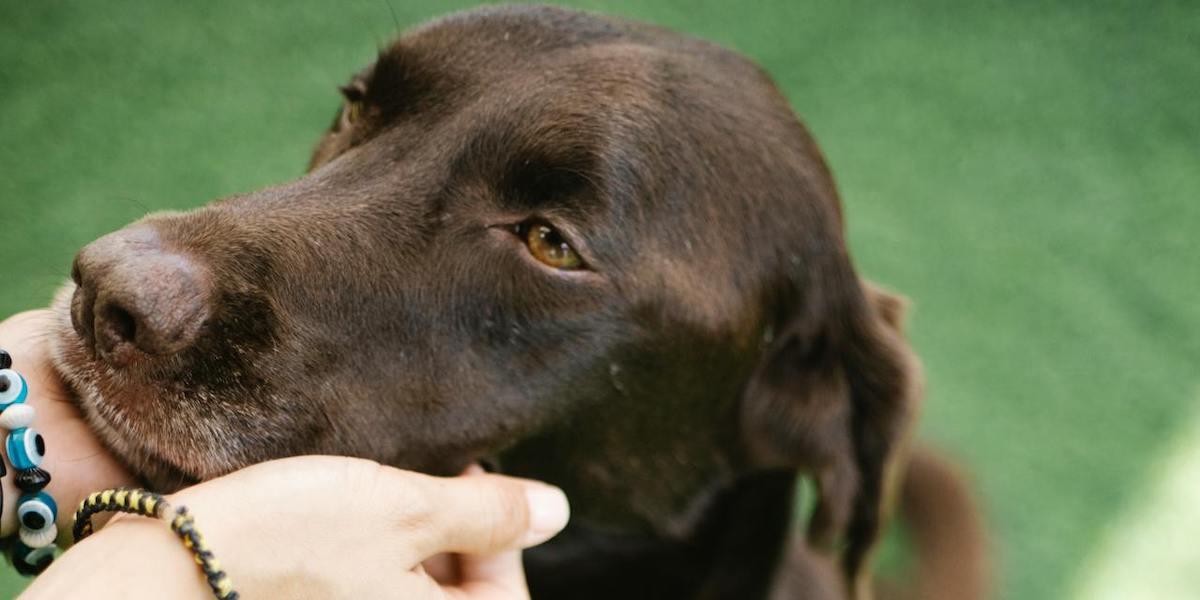 En hund får uppmuntran från sin matte