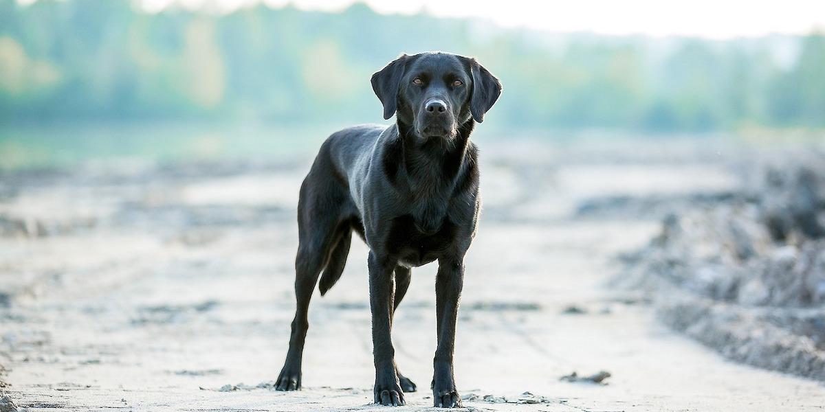 En svart labrador, dock ej hunden på bilden, räddade livet på Ann-Christins man