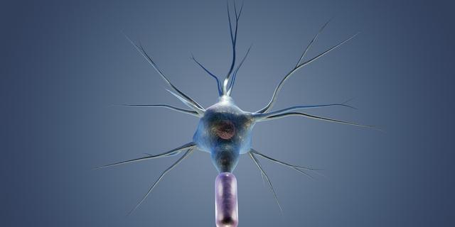 En neuron. En ny studie visar att det inte bara är neuroner, celler i hjärnan, som kan minnas