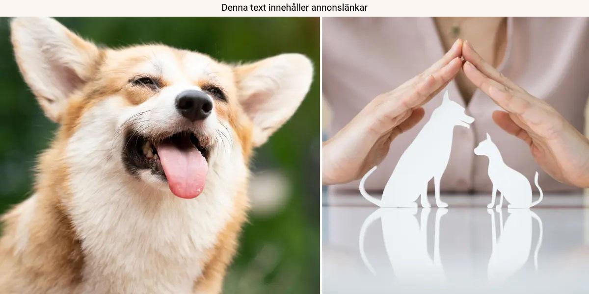 hund