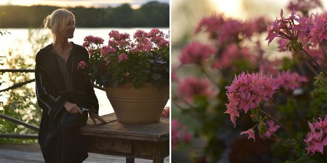 Trädgårdsmästaren Victoria Skoglund med Årets pelargon 2025