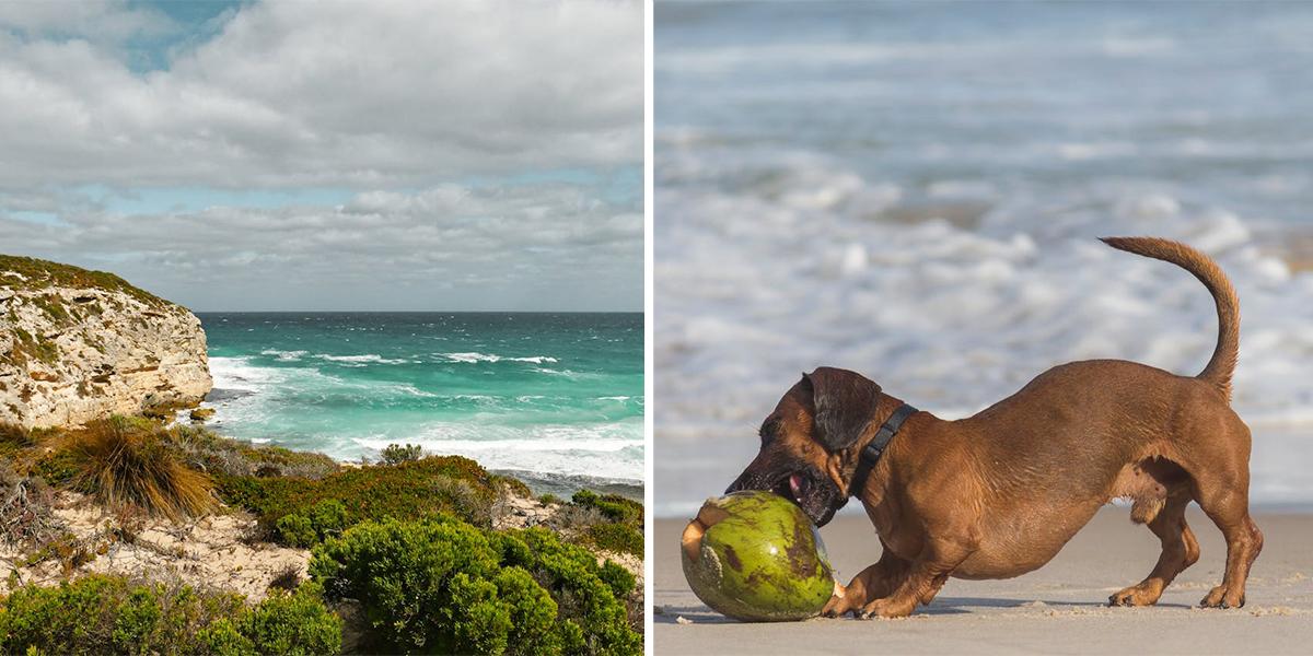 Kangaroo Island och en tax på en strand. Det är inte taxen på bilden som texten handlar om