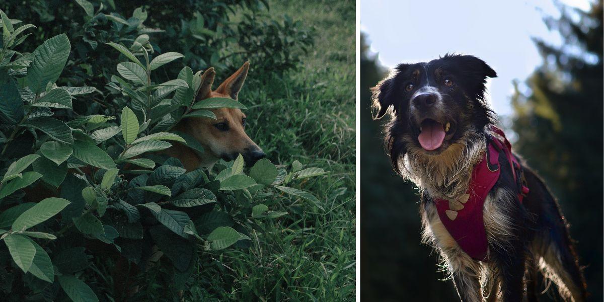 En hund gömmer sig i en buske och en hund jobbar. En ID-hund har specialtränats för att hitta bortsprungna husdjur, som hundar och katter. Hundarna på bilden har ingenting med texten att göra