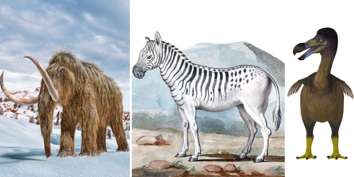 En ullhårig mammut, en kvagga och en dront. Här är några av de utdöda djurarter som kan komma att återskapas. (Illustration: Canva)