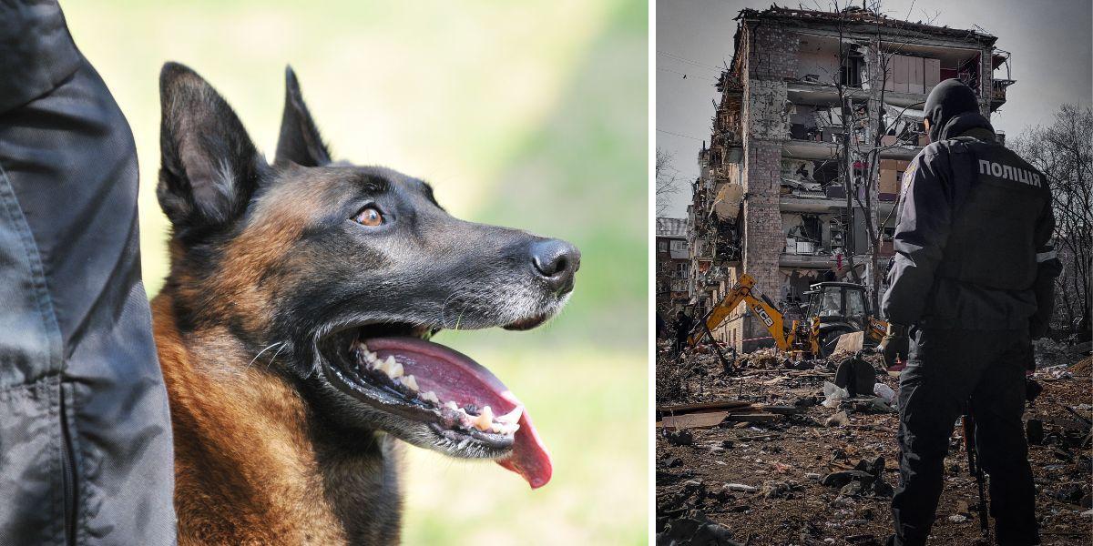 En vallhund och ett raserat hus i Kiev. Två hundtränare i Boden tränar hundar för räddningstjänst i Ukraina, en av hundarna som tränas är vallhunden Jihn, det är dock inte Jihn på bilden.