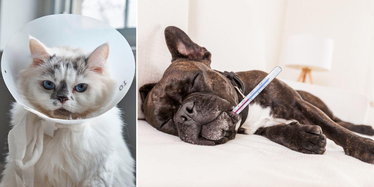 En sjuk katt och en sjuk hund. I en debattartikel skriver debattören att hon tycker att att våra lagar och vår syn på begreppet familj behöver uppdateras så att djurägare kan få ersättning för vård av sjukt husdjur