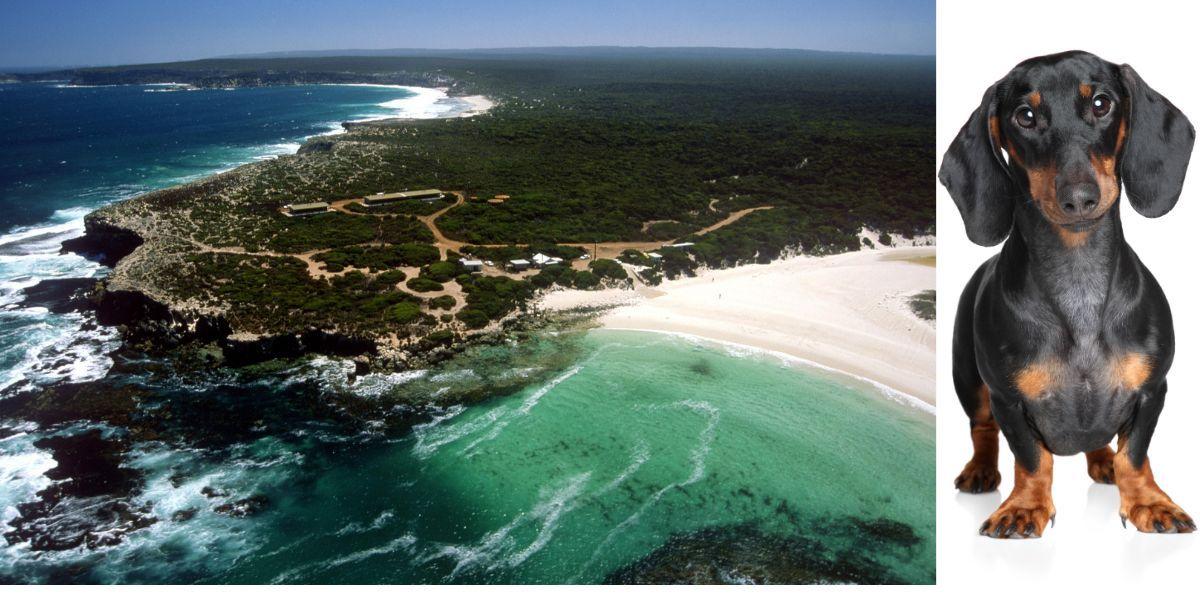 Kangaroo Island, utanför Australiens södra kust, där den lilla dvärgtaxen Valerie lyckats överleva alldeles själv i vildmarken under nästan ett och ett halvt år och en tax. Taxen på bilden är inte Valerie