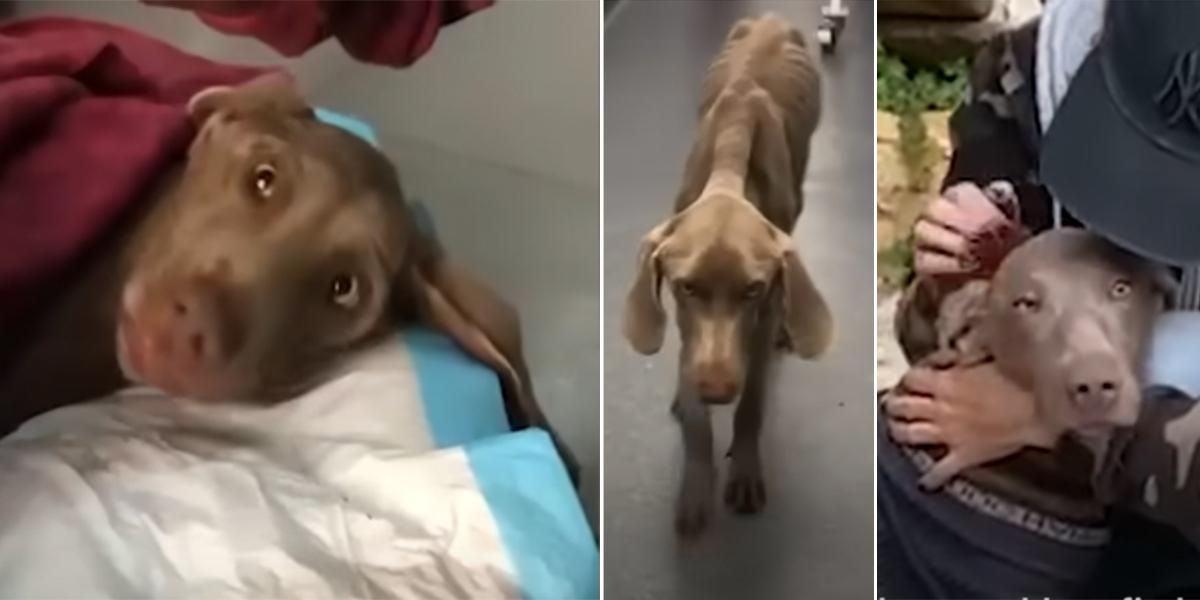 Hunden Yuma, hon var nästan död när en djurrättsorganisation i Libanon räddade henne, nu har hon adopterats av en familj i Schweiz