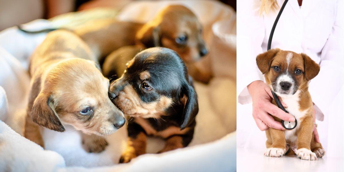 Valpar i en korg och en valp hos veterinären