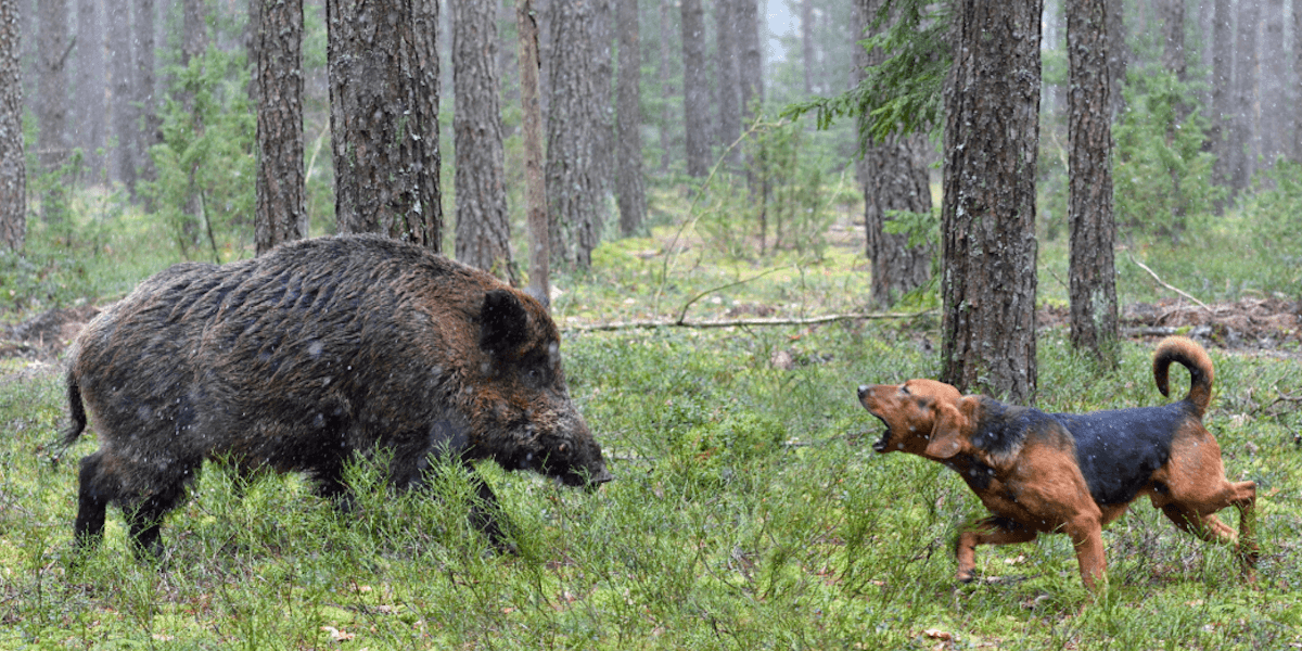 Konfrontation mellan ett vildsvin och en hund.