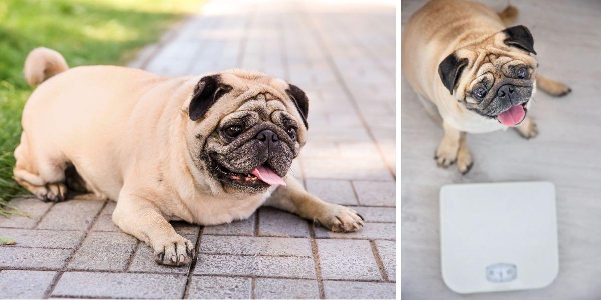 En tjovk mops ligger på en trädgårdsgång och en mops framför en våg. En överviktig hund i Skellefteå måste omedelbart banta efter att länsstyrelsen gjort en oanmäld kontroll hemma hos hundens ägare. Hunden på bilden har ingenting med texten att göra