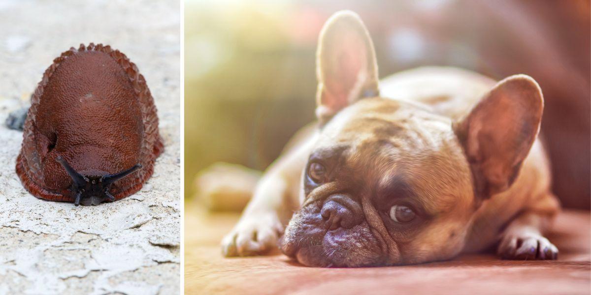 En mördarsnigel och en fransk bulldogg. En mördarsnigel tros vara orsaken till att en hund i Småland blev dödssjuk. Bulldoggen på bilden är inte hunden i texten