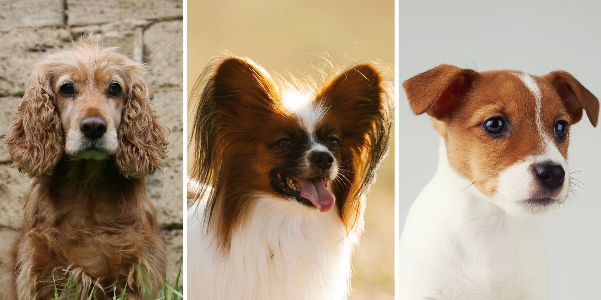 En Cocker spaniel, en papillon och en jack russell terrier, tre hundar av raser som inte gillar att vara ensamma för länge