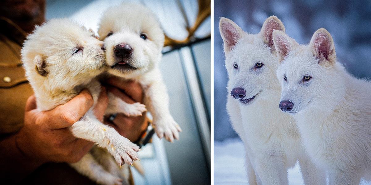 Två av de tre genetiskt modifierade valparna som har likheter med den utdöda jättevargen. Till höger, valparna Romulus och Remus när de är 3 månader gamla