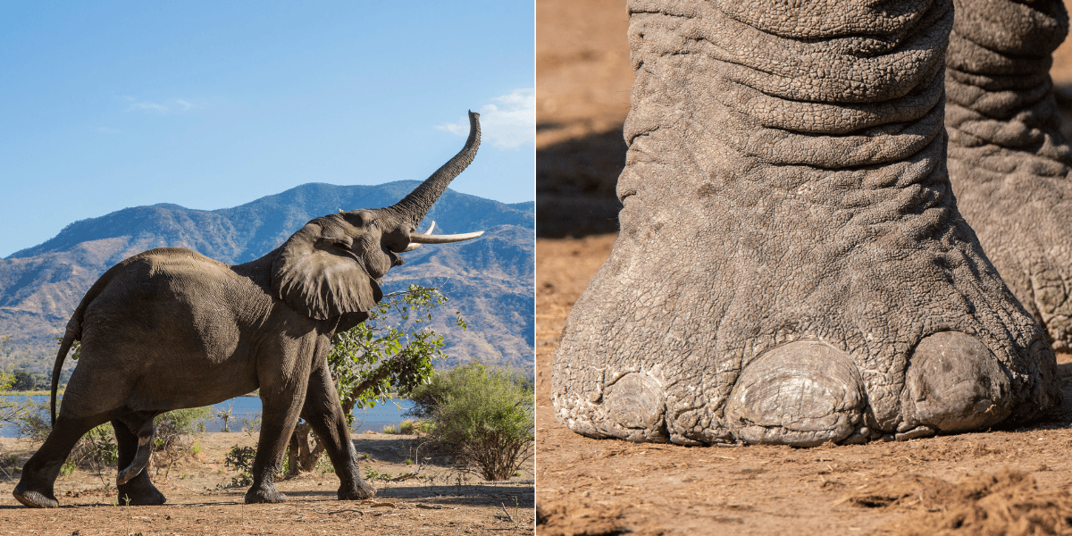 elefant