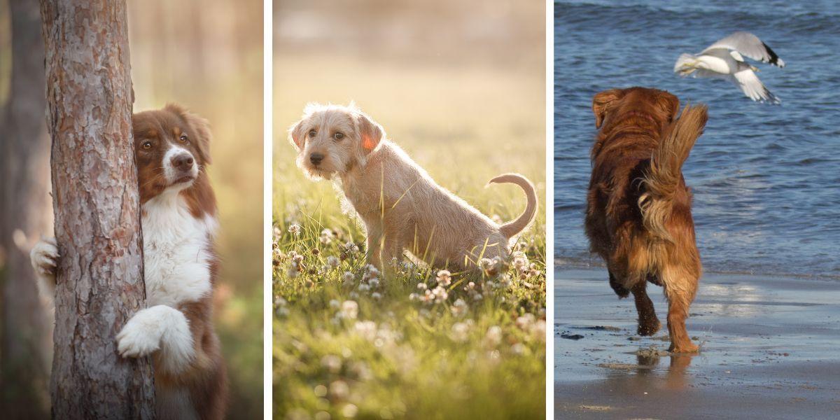 En hund vid ett träd, en hund kissar på en äng och en hund jagar en fågel. Hundar är dåliga för miljön, och många hundägare är omedvetna om hundars. klimatavtryck