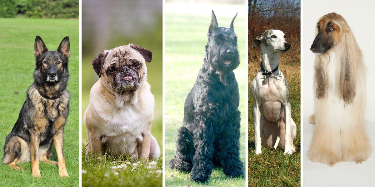 Fen hundraser, schäfer, mops, riesenschnauzer, whippet och afghanhund.