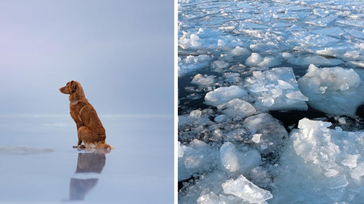 En hund och issörja. En hund hamnade på ett isflak och drev iväg men räddades. Det är inte hunden på bilden som texten handlar om