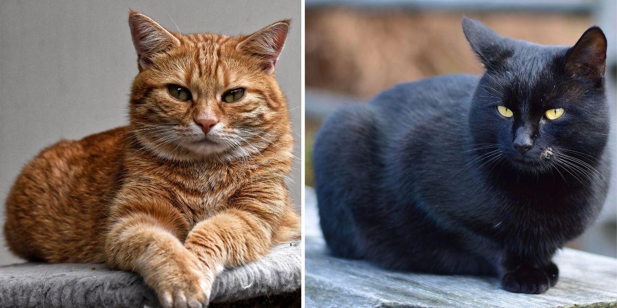 Kattfärg. En orange och en svart katt. Tekniskt sett har katter bara två färger, orange och svart