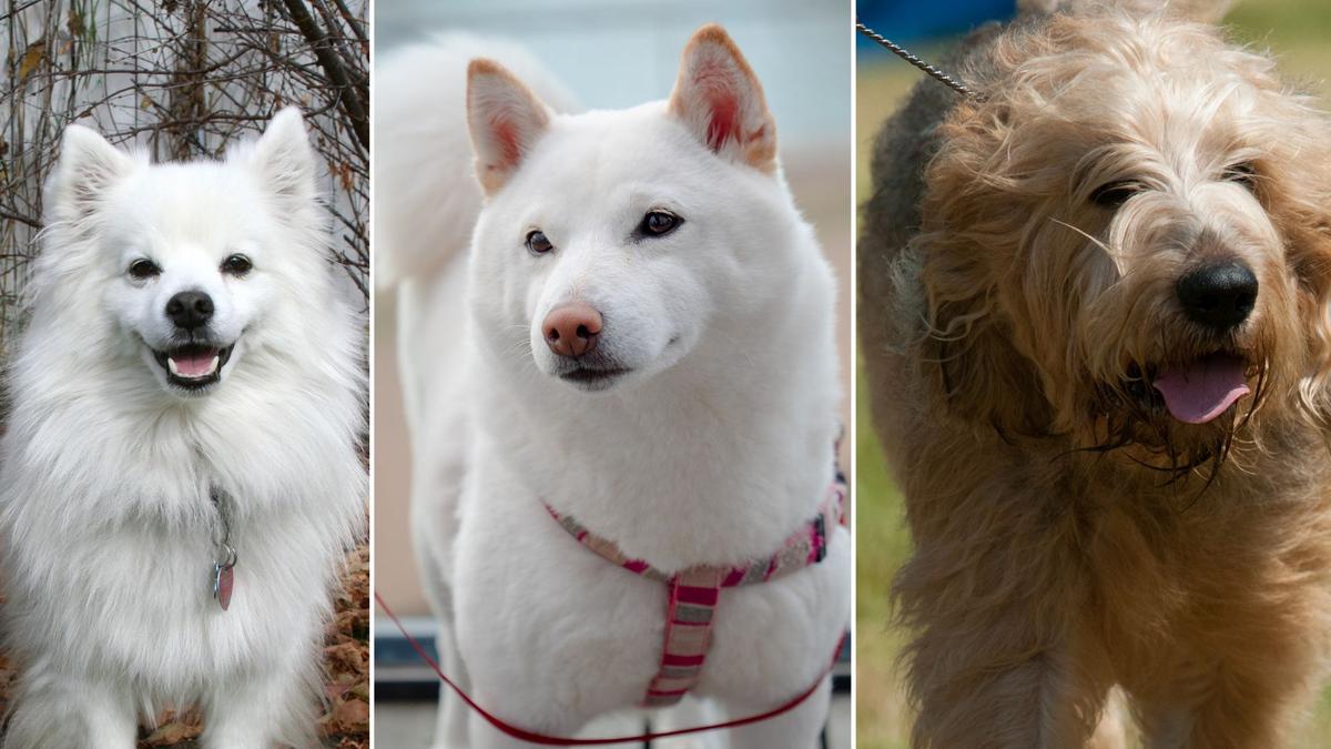 Tre raser som är ovanliga i Sverige, känner du igen dem? Från vänster en american eskimo dog, en kishu och enotterhound