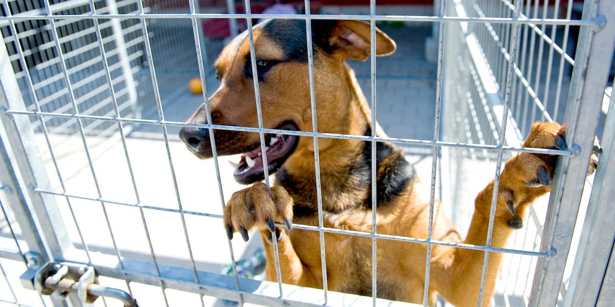 En hund på Hundstallet, där har man märkt av att antalet djursamlare har ökat