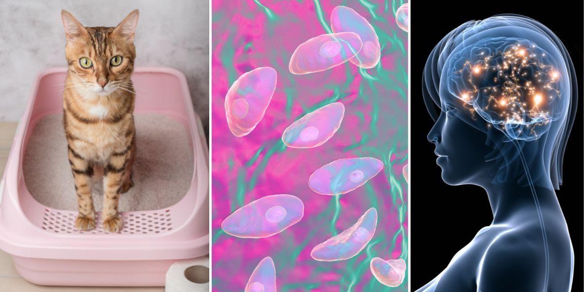 En katt på sin låda, parasiten toxoplasma och en hjärna. Parasiten toxoplasma kan sprida sig från katters avföring till människors hjärnor, men den vanligaste smittkällan är gris- och fårkött som inte är ordentligt genomstekt