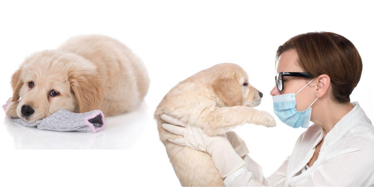 En golden retrievervalp tuggar på en strumpa och en golden retrievervalp är hos veterinären. Valpar och hundar av raser som retriever är särskilt i riskzonen för att tugga i sig någonting olämpligt, som en strumpa