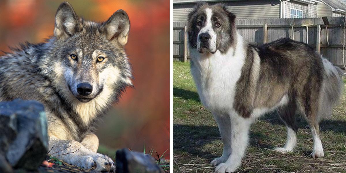 En hund som är en blandning av varg, till vänster, och kavkazskaja ovtjarka, till höger, har sålts för en rekordsumma