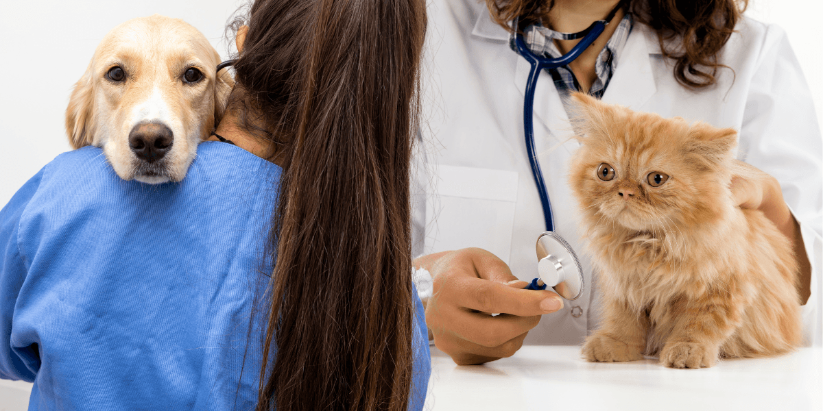 veterinär