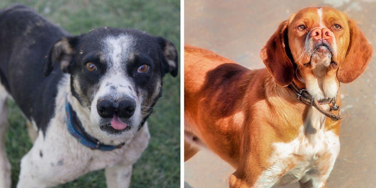 Catalburun, en hundras som enligt en studie bär på en pusselbit som kan hjälpa till och svara på frågan varför vissa barn föds med läpp-, käk- och gomspalt