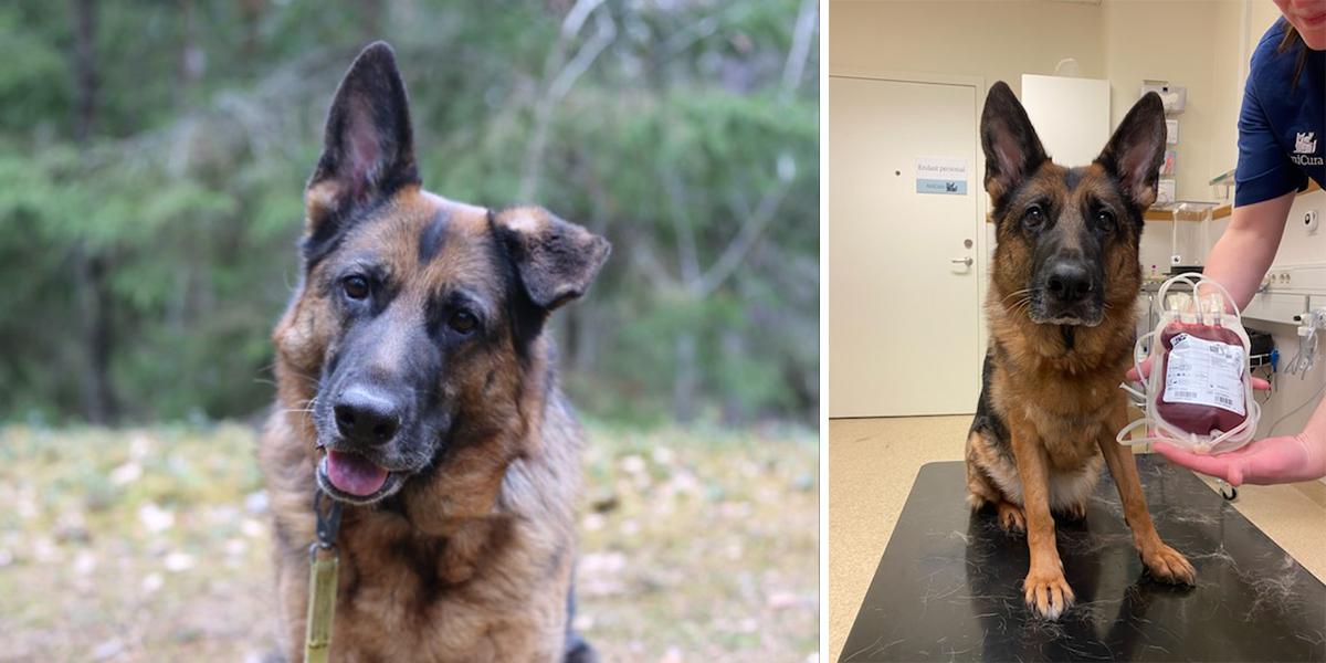 Även hundar ger blod, här är Årets blodgivarhund 2025, Nala