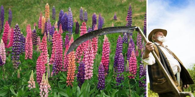 Lupiner och en man med lie