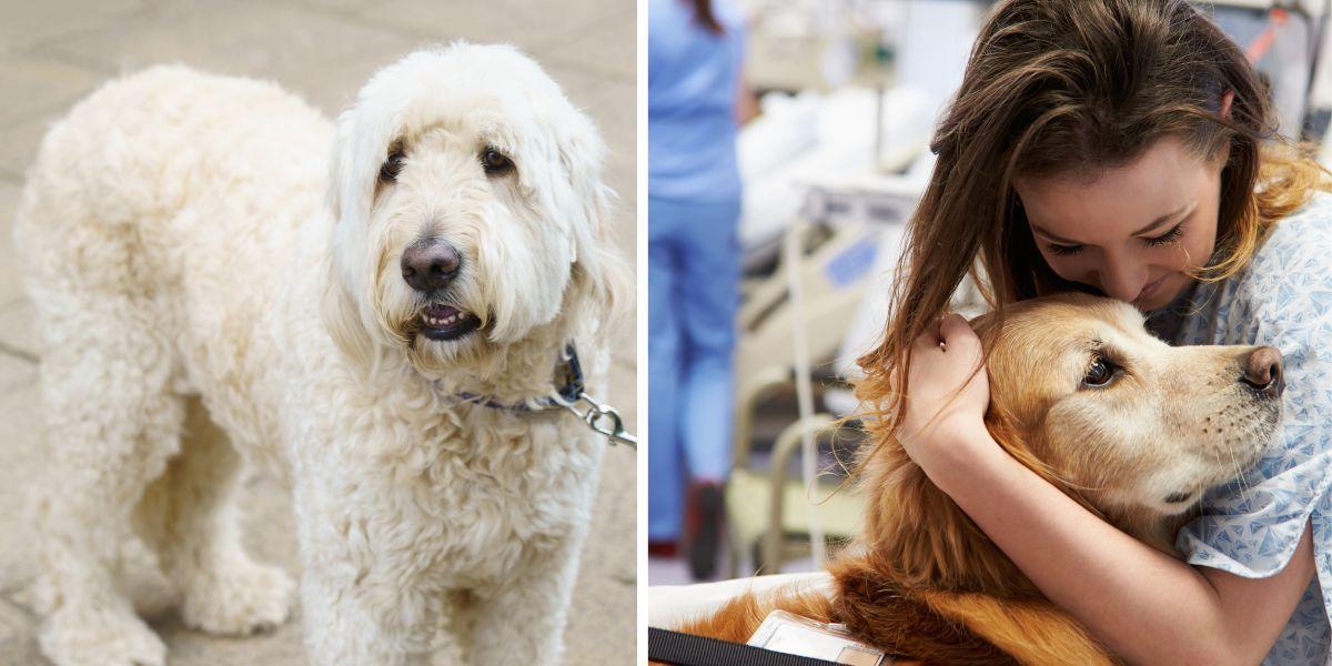 En vit labradoodle och en kvinna kramar en sjukhushund. Sjukhushundar har fysiologiska och psykologiska effekter på de barn de hjälper. Hundarna på bilden har inte med texten att göra