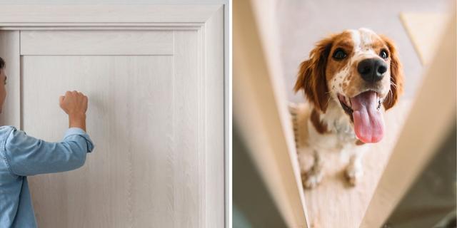 En man knackar på en dörr och en hund tittar fram bakom en dörr. Två män knackade på dörren och stal en kvinnas hund. Personen och hunden på bilden har ingenting med texten att göra.