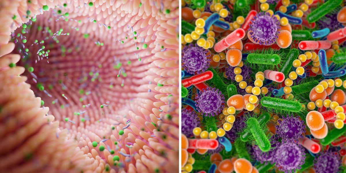 Till vänster, illustration av tarmmikrobiom. Till höger, illustration av bakterier och mikroorganismer i mänskligt mikrobiom
