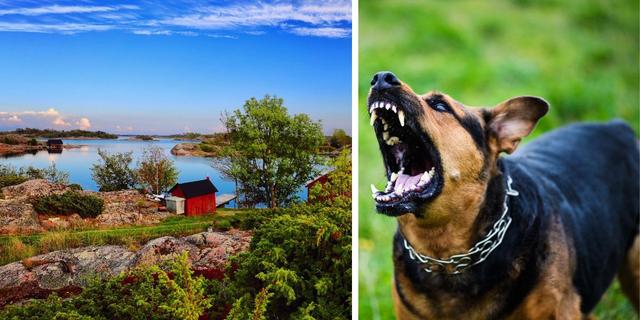 Åland och en hund. En åländsk hund sitter just nu isolerad på grund av misstänkt rabies. Hunden på bilden har ingenting med texten att göra.