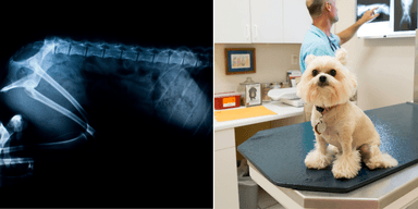 höftled för hundar