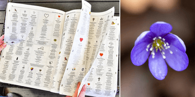 Tidning med dödsannonser, Blåsippa