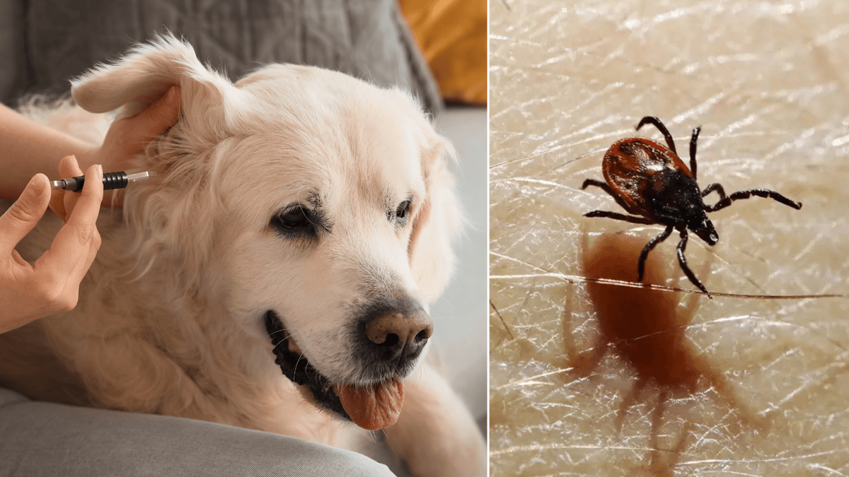 hund får vaccin, fästing