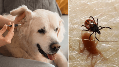 hund får vaccin, fästing