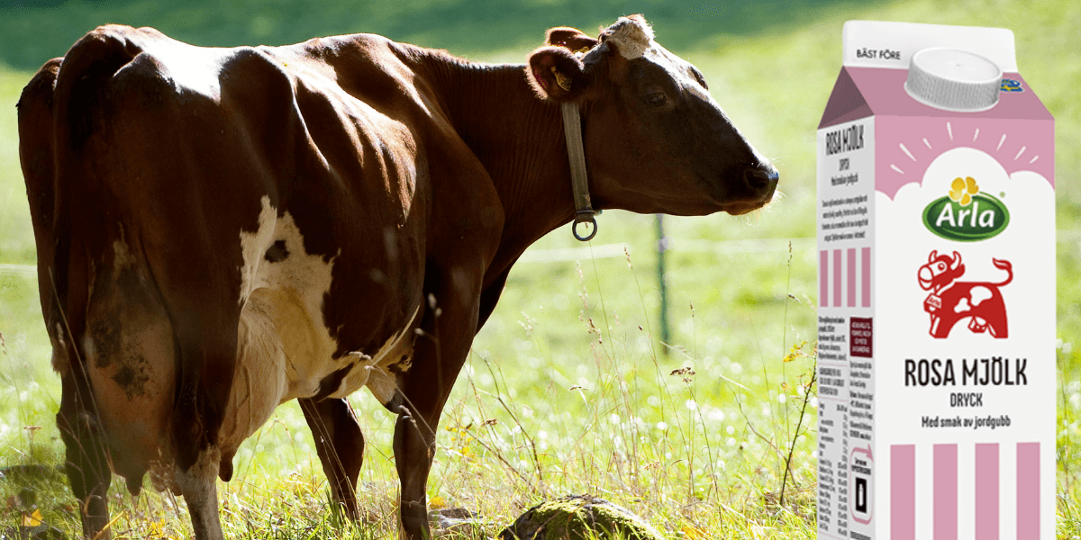 mjölkko mjölkförpackning