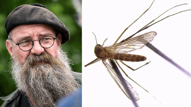 En man i basker och skägg till vänster och en nilfebersmygga till höger.