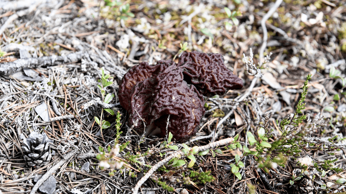 En svamp som har samband med ALS.