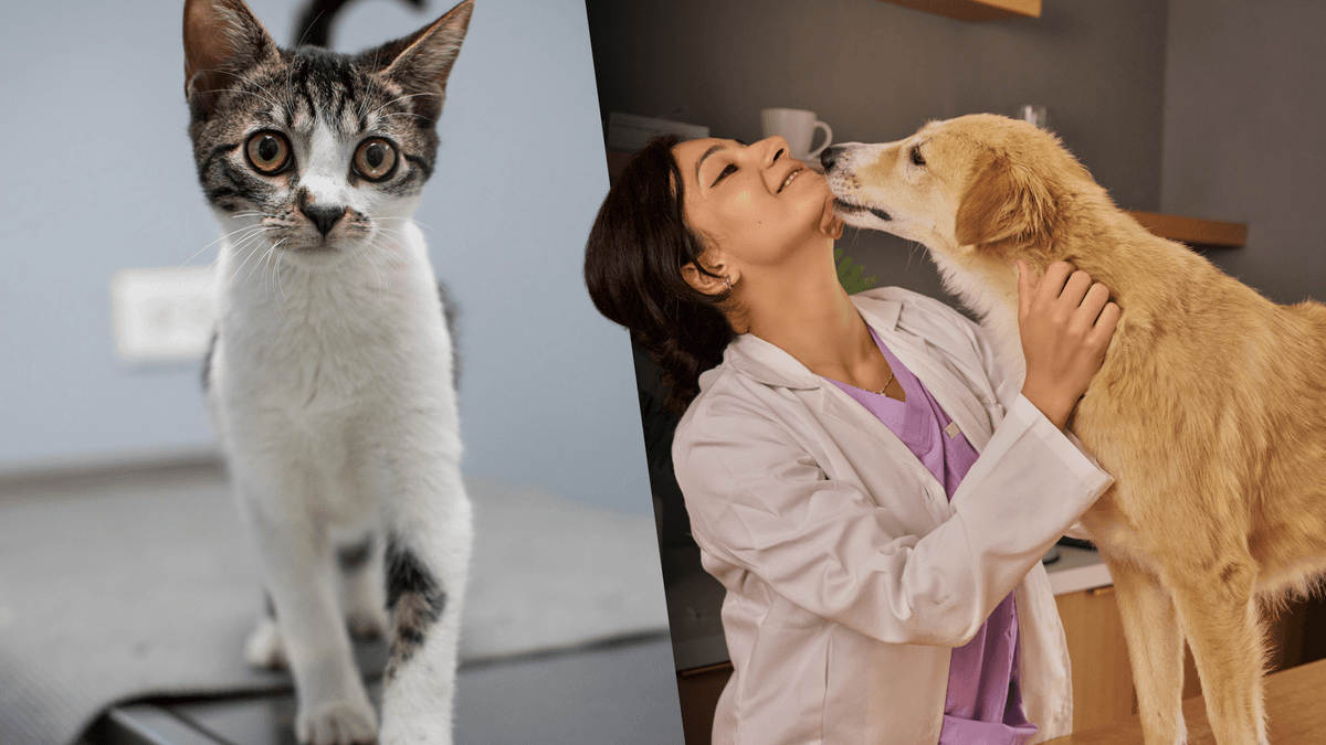 veterinärer