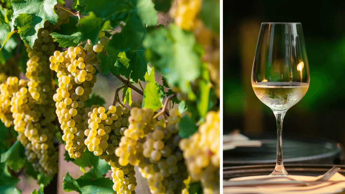 Chardonnay