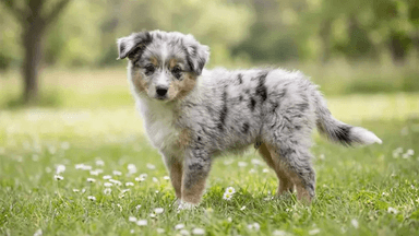 hund